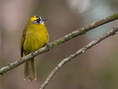 yellow-eared bulbul(Pycnonotus penicillatus)