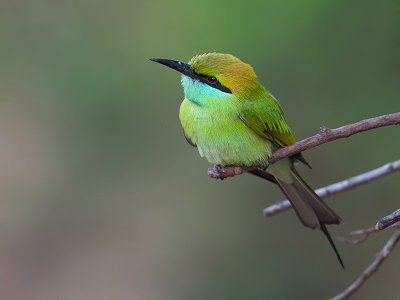 green bee-eater (Merops orientalis)