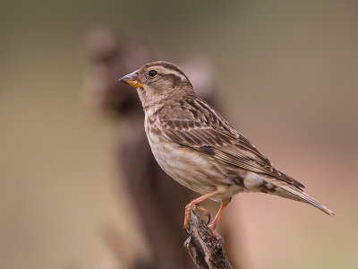 rock sparrow (Petronia petroni)