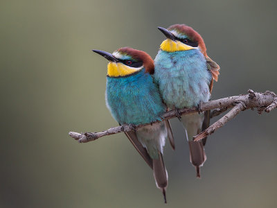 european bee-eater (Merops apiaster)