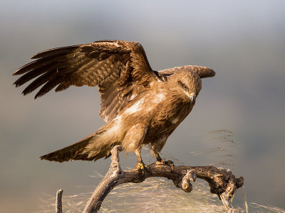 red kite (Milvus milvus)