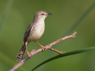 clamorous reed warbler(Acrocephalus stentoreus)