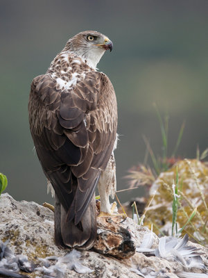 Bonelli's eagle (Hieraaetus fasciatus)