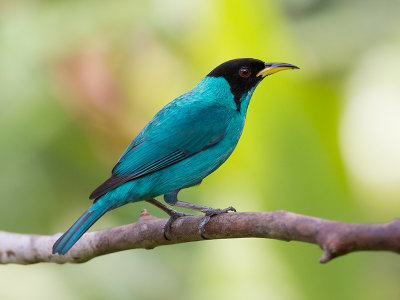green honeycreeper (m.) (Chlorophanes spiza)