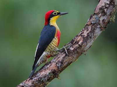 yellow-fronted woodpecker (Melanerpes flavifrons)