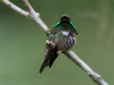 festive coquette (Lophornis chalybeus)