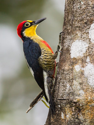 yellow-fronted woodpecker (m.) (Melanerpes flavifrons)