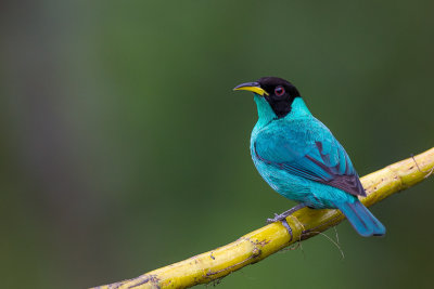 green honeycreeper (m.) (Chlorophanes spiza)