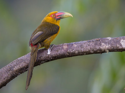 saffron toucanet(Baillonius bailloni)