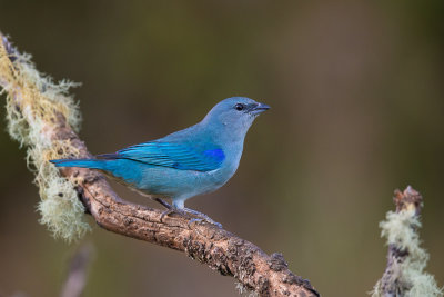 azure-shouldered tanager (Thraupis cyanoptera)