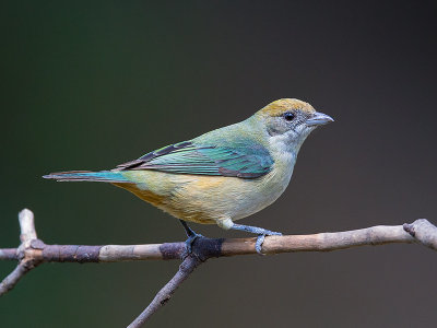 burnished-buff tanager (f.) (Tangara cayana)