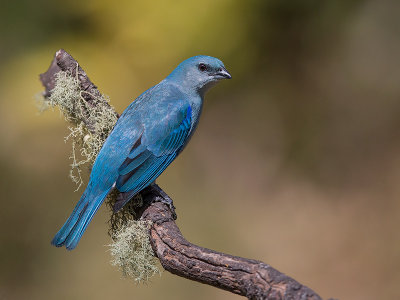 azure-shouldered tanager (Thraupis cyanoptera)