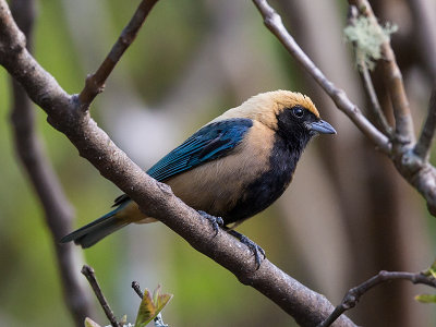 burnished-buff tanager (m.) (Tangara cayana)