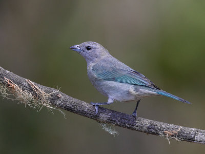 sayaca tanager (Thraupis sayaca)