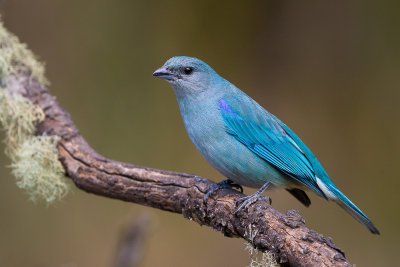 azure-shouldered tanager (Thraupis cyanoptera)