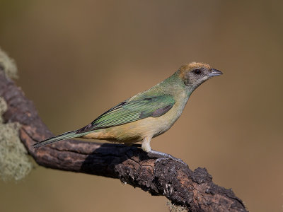 burnished-buff tanager (f.) (Tangara cayana)</i