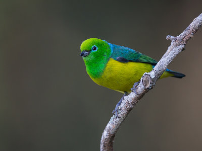 blue-naped chlorophonia(Chlorophonia cyanea)