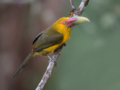 saffron toucanet (Baillonius bailloni)