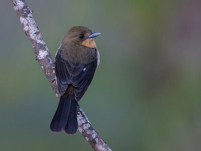 black-goggled tanager (f.) (Trichothraupis melanops)