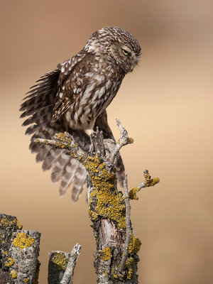 little owl<i> (Athene noctua)</i>