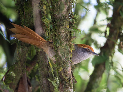 rufous-capped spinetail (Synallaxis ruficapilla)