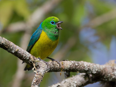 blue-naped chlorophonia (Chlorophonia cyanea)