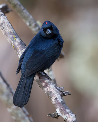 ruby-crowned tanager (Tachyphonus coronatus)