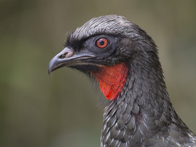 dusky-legged guan (Penelope obscura)