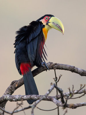 green-billed toucan (Ramphastos dicolorus)