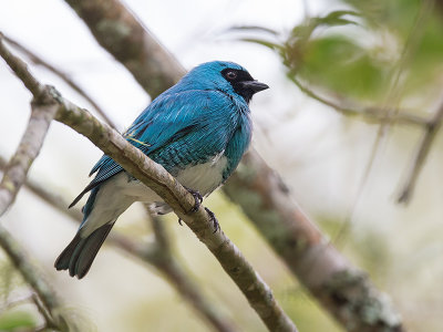swallow tanager (m.) (Tersina viridis)
