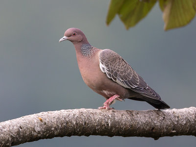 picazura pigeon (Columba picazura)