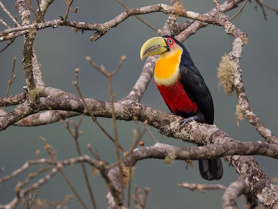 green-billed toucan (Ramphastos dicolorus)