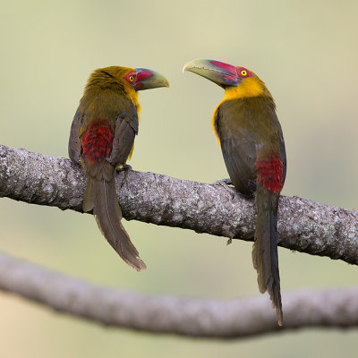 saffron toucanet (Baillonius bailloni)