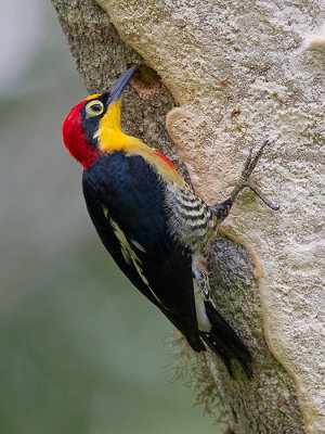 yellow-fronted woodpecker(Melanerpes flavifrons)