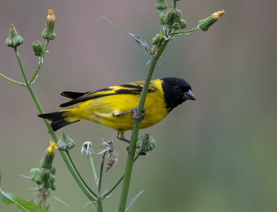hooded siskin (Carduelis magellanica)
