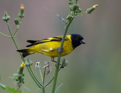 hooded siskin<br><i> (Carduelis magellanica)</i>