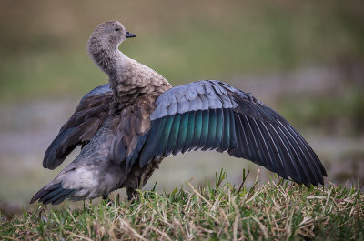 blue-winged goose(Cyanochen cyanopterus)