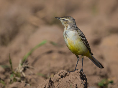 yellow wagtail (f.)(Motacilla flava)