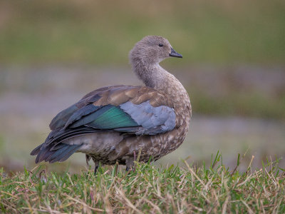 blue-winged goose(Cyanochen cyanopterus)