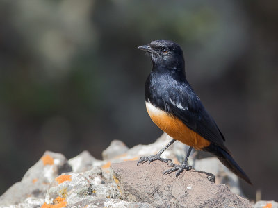 mocking cliff chat(Thamnolaea cinnamomeiventris)