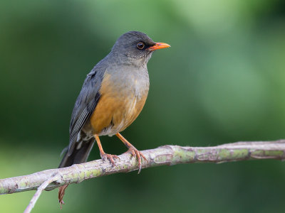 abyssinian thrush(Turdus abyssinicus)