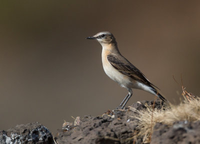 northern wheatear(Oenanthe oenanthe)