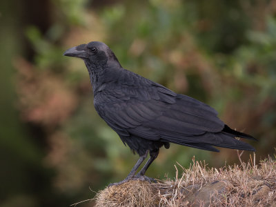 fan-tailed raven(Corvus rhipidurus)
