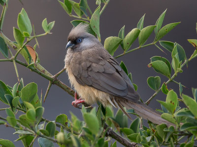 speckled mousebird(Colius striatus)
