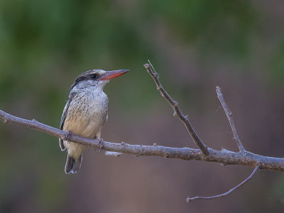 striped kingfisher(Halcyon chelicuti)