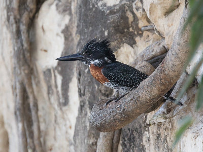 giant kingfisher(Megaceryle maxima)