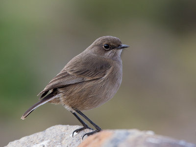 moorland chat(Pinarochroa sordida)