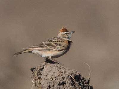 erlanger's lark(Calandrella erlangeri)