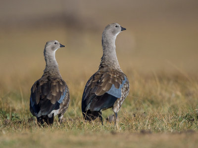 blue-winged goose(Cyanochen cyanopterus)