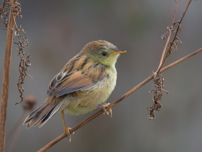 pectoral-patch cisticola(cisticola brunnescens)